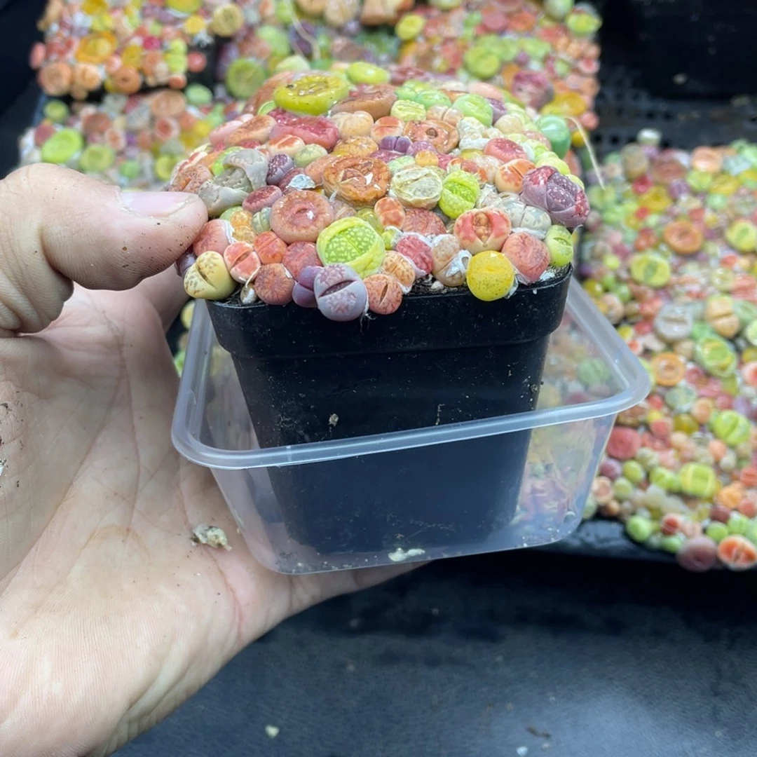 红陶山**迢0000000000000781