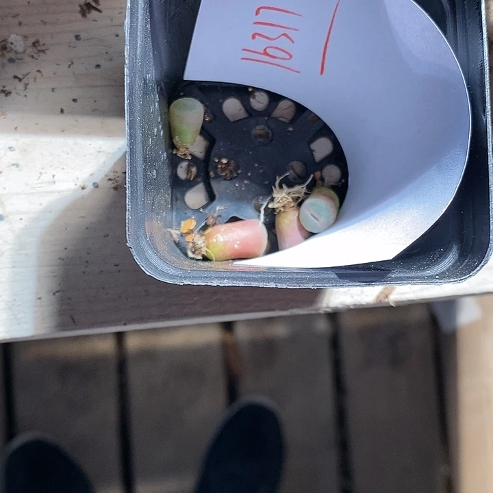 娟***子16317。   一组。