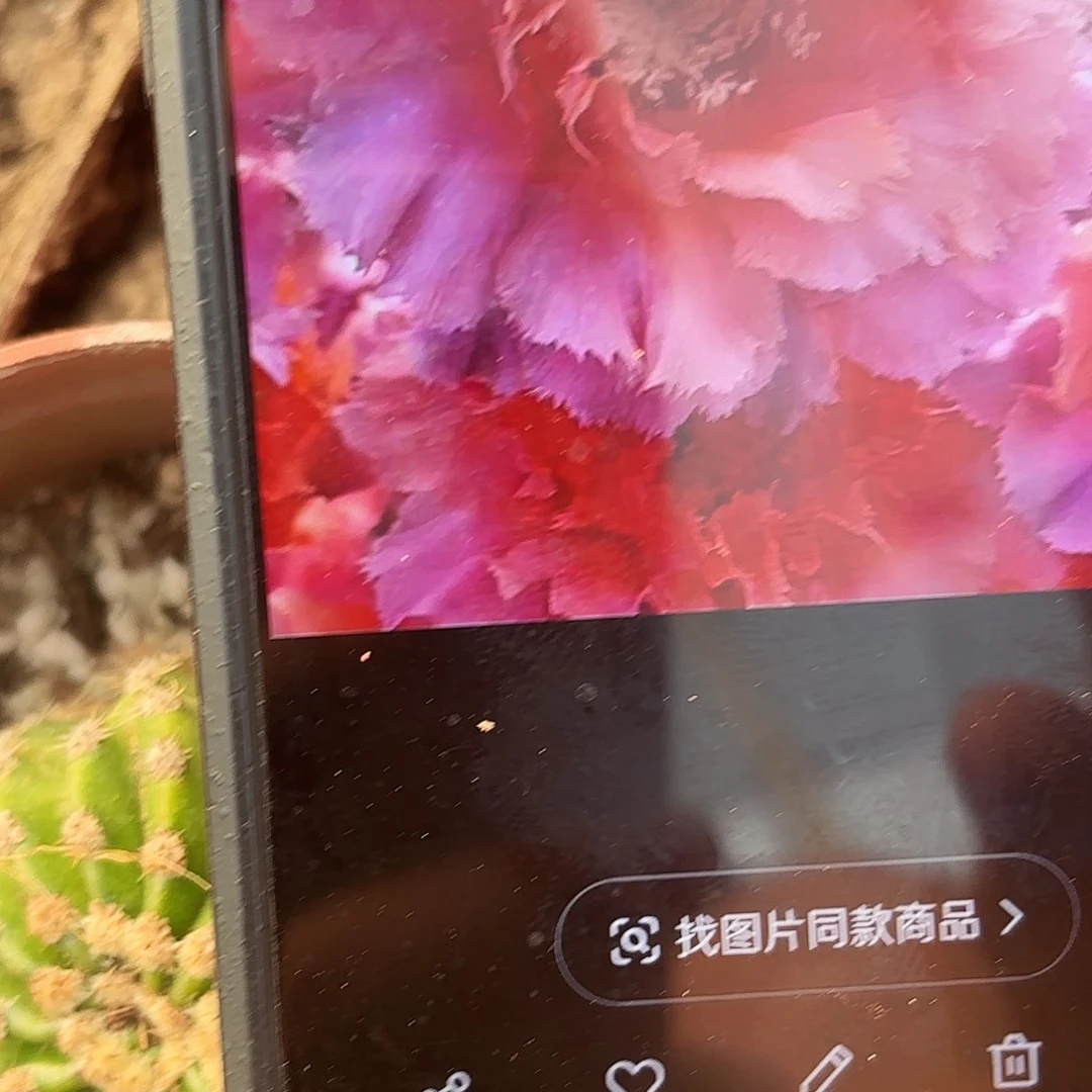 带根魅羽瑕疵带根20包邮仙人球