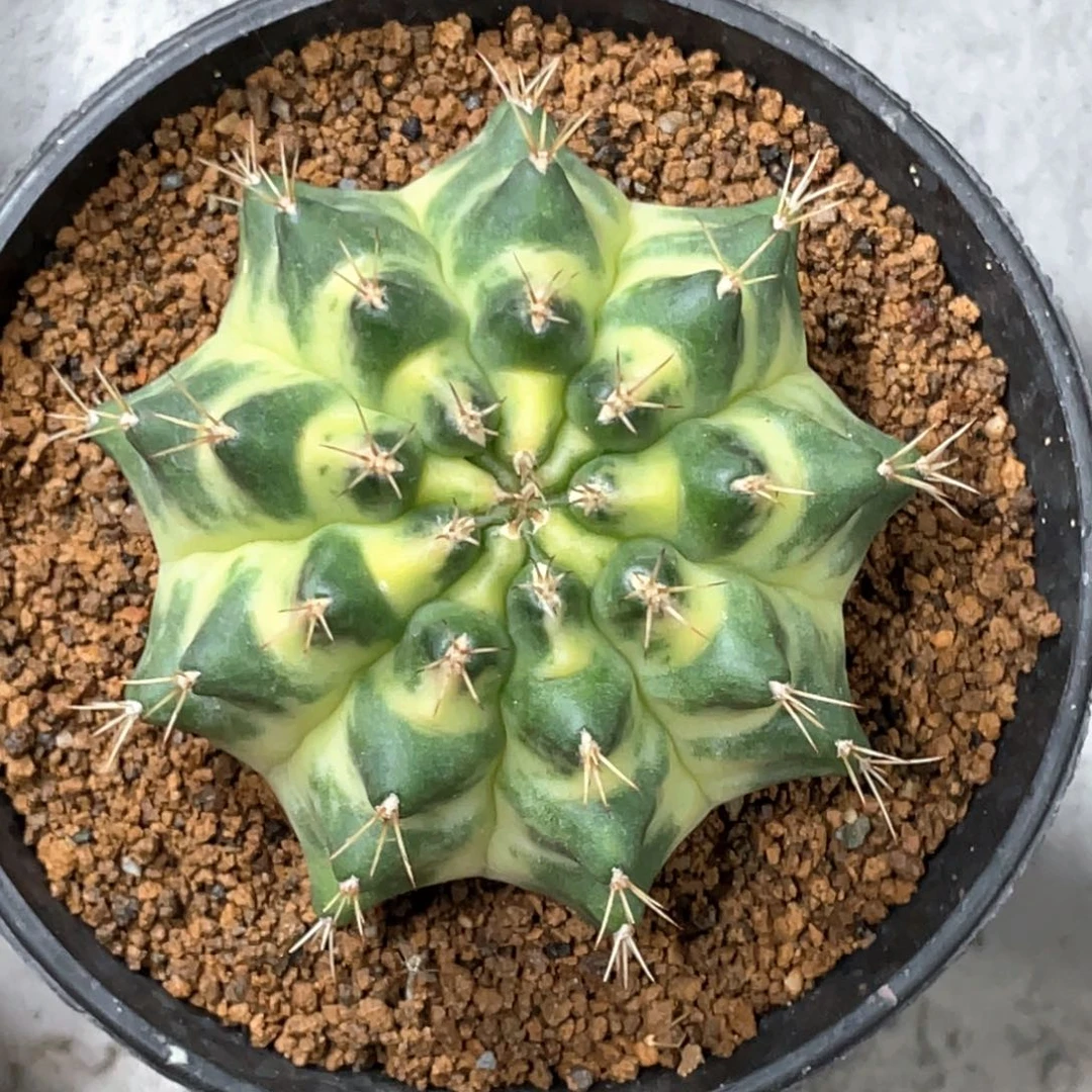 当前无花朵，栽培后可花朵月亮皇冠