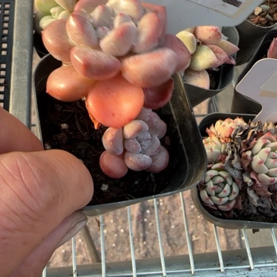 52白鹭一物一拍多肉