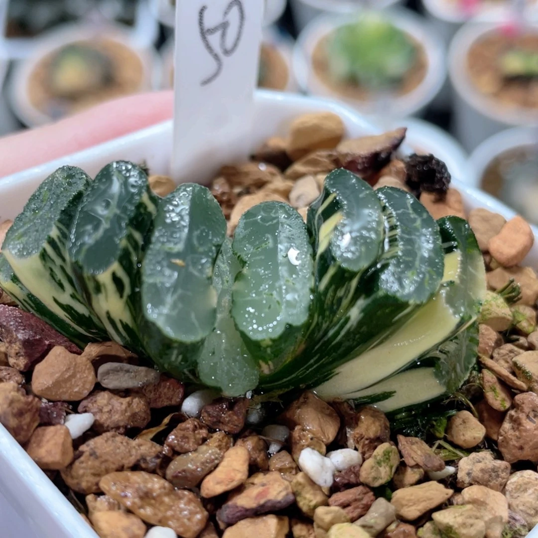 50海野系玉扇锦。