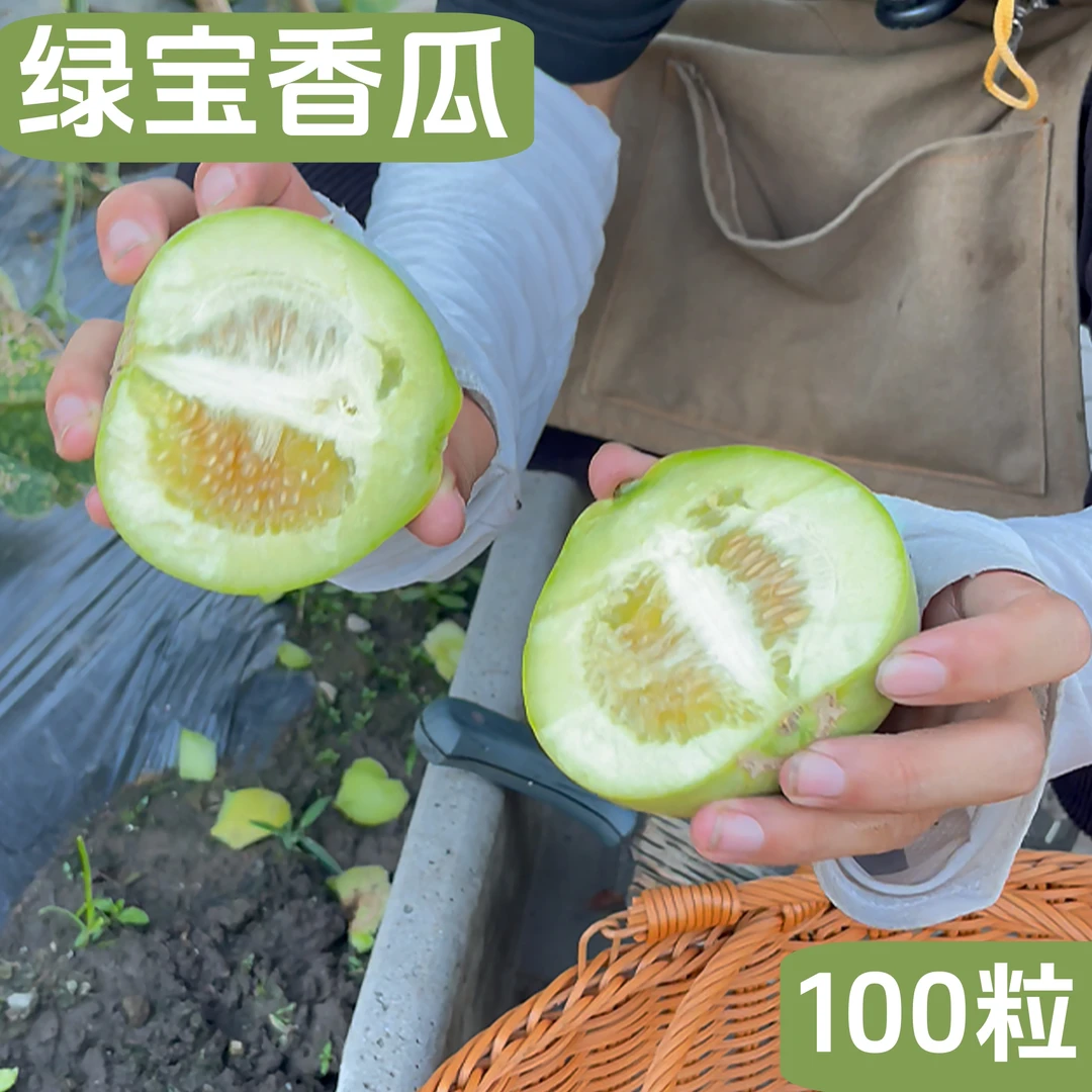 绿宝甜脆香瓜种子糖度17度左右早熟高产家庭种植香甜脆小李在菜园