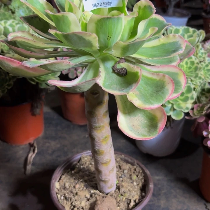 瑞妈多肉园艺375燕姿锦