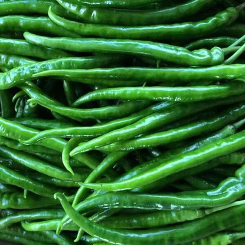 【精品特选】精品大果新鲜青线椒薄皮肉脆农家自种辣椒