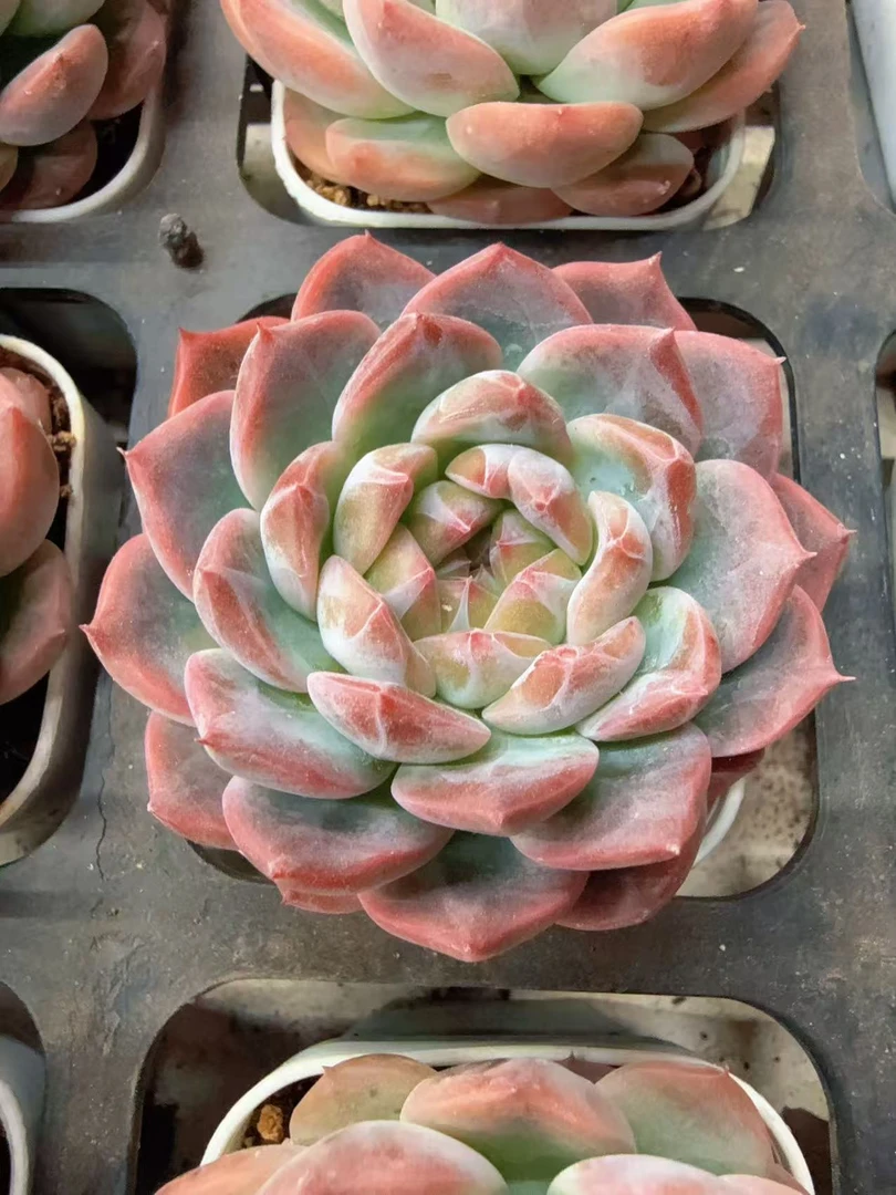 10月31日50#小万花筒单头（3-5cm）脱土