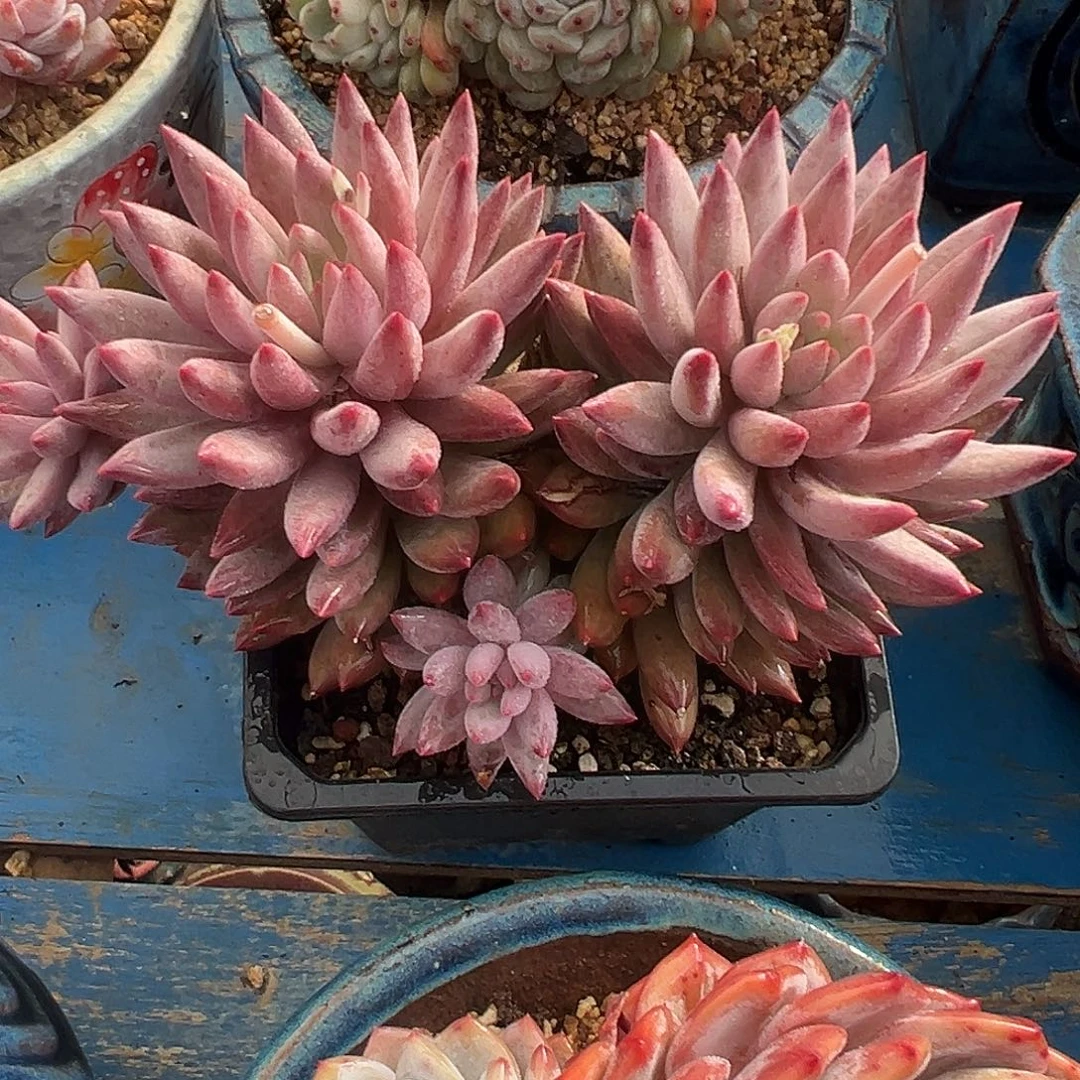 羽毛虞美人多肉植物