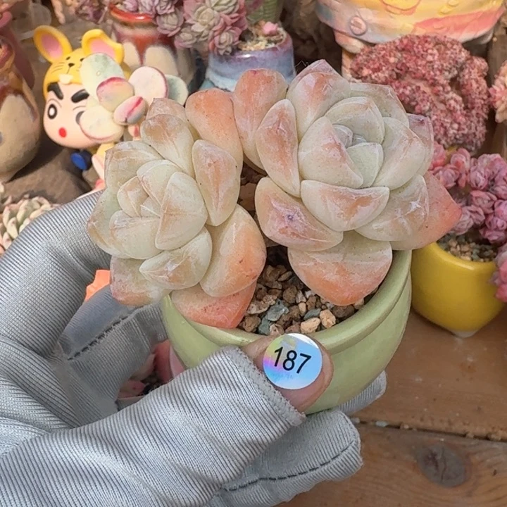 187 多肉含盆土 满30元包邮 除偏远