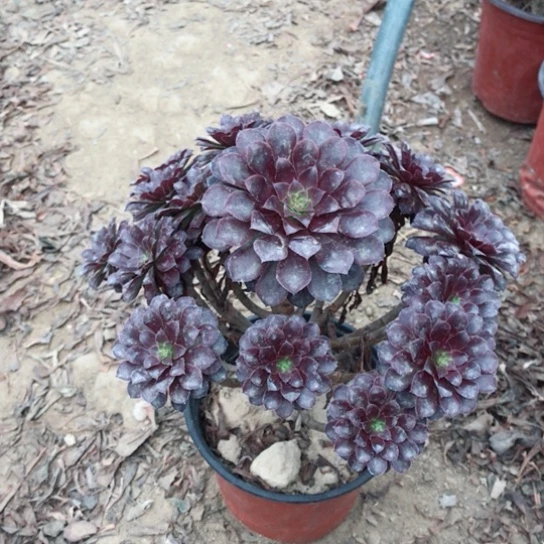 织***店黑铜法师多肉植物14