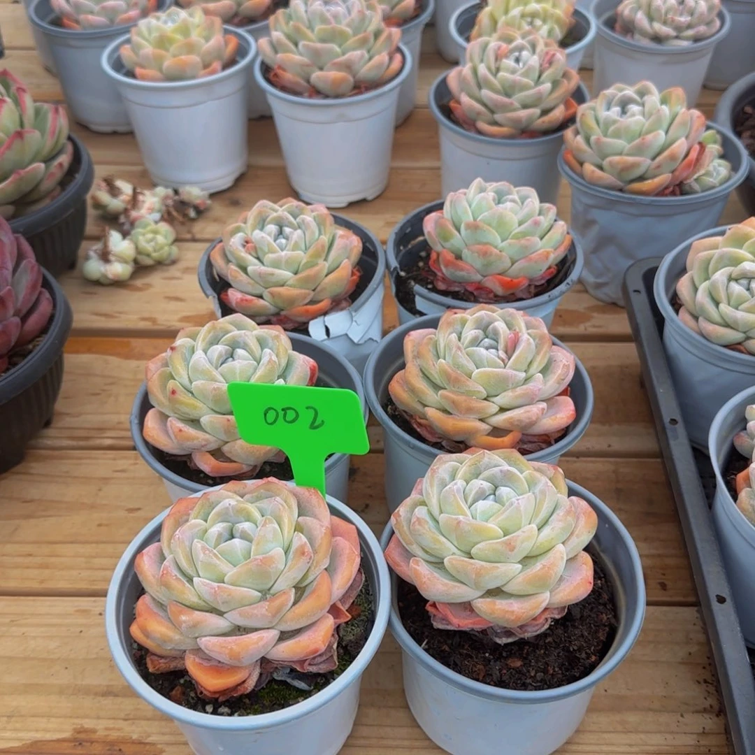 组合套餐编号零零二号