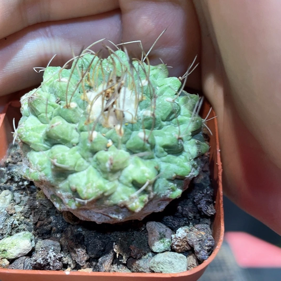 4cm实生控养出霜老菊水