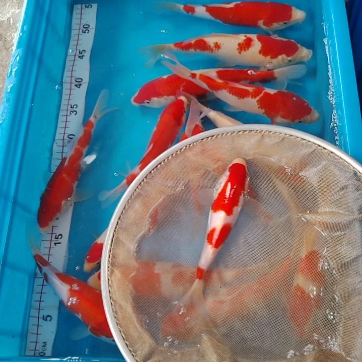 海水顺丰包邮开箱包活1