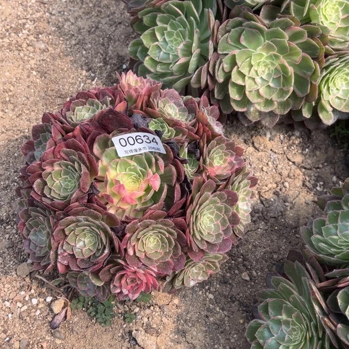 有****00684万花筒多肉植物