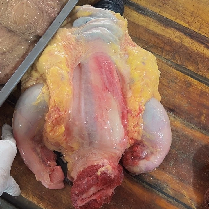 广西土耕马马肉送马油 送沙姜中国大陆