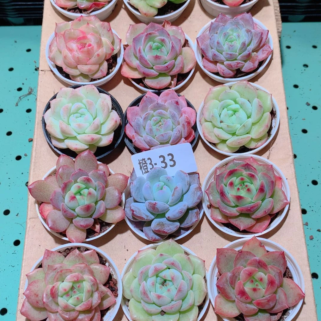 3-33一物一拍多肉带盆18颗