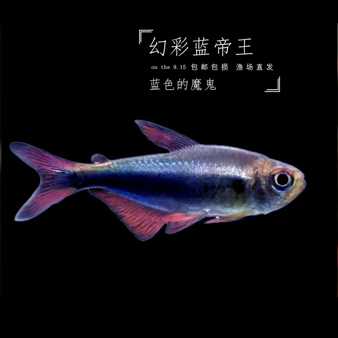 幻彩蓝帝灯鱼知山有虎观赏鱼