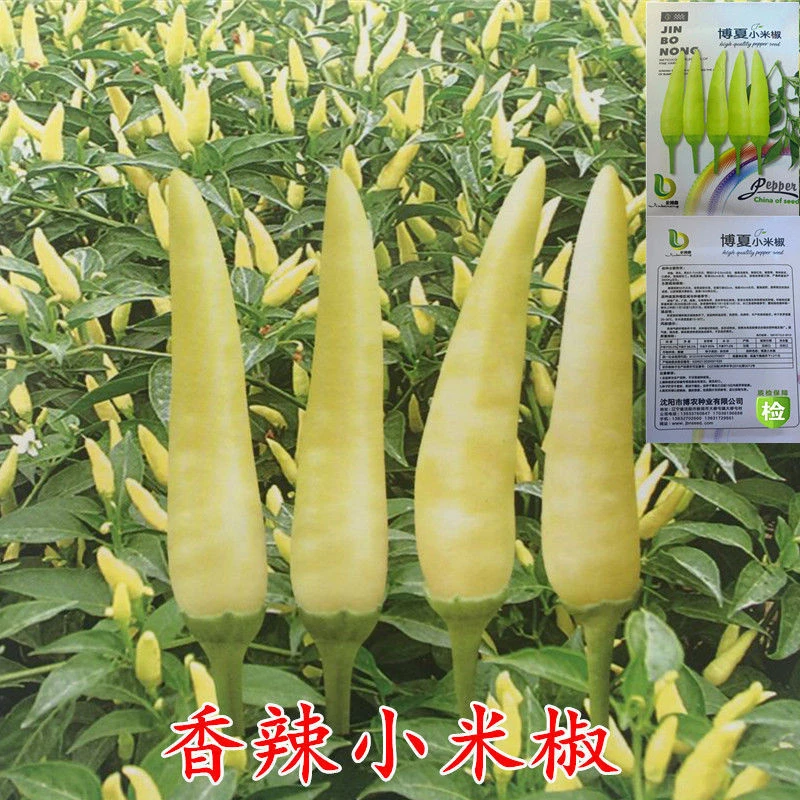 香辣小米椒种子 特辣朝天椒泡椒青黄色辣椒种子泡椒春季春季种植
