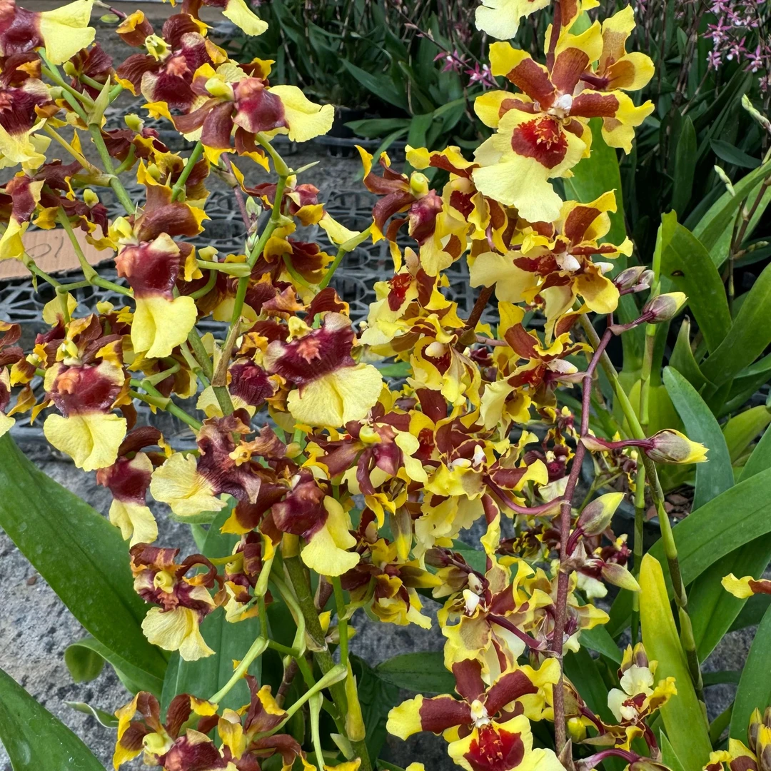 小花猫文心兰 美观 黄色花 带花苞 原盆原土发货