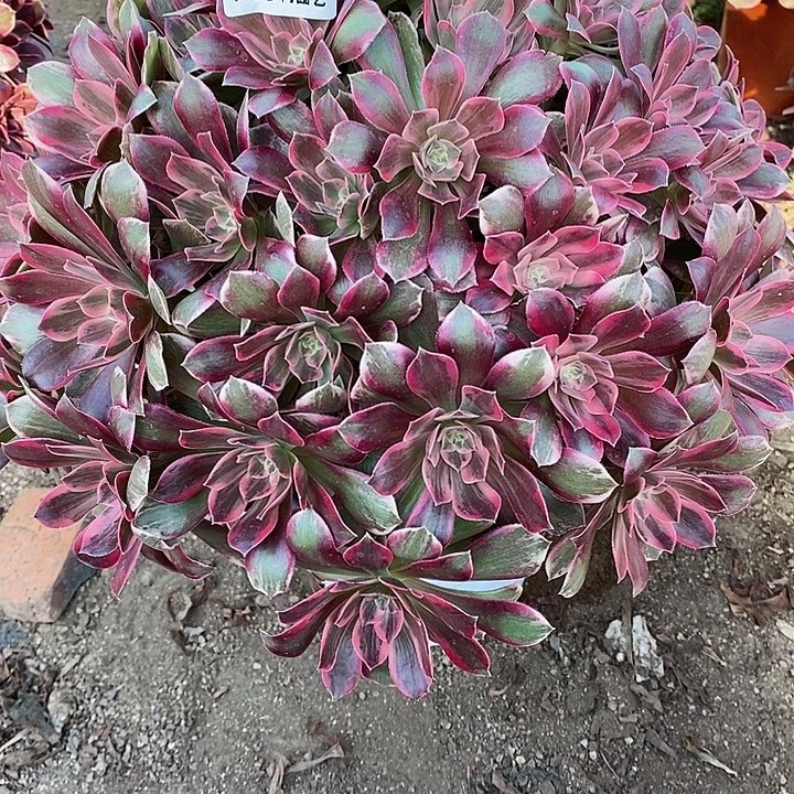 多肉植物幻莎106多肉