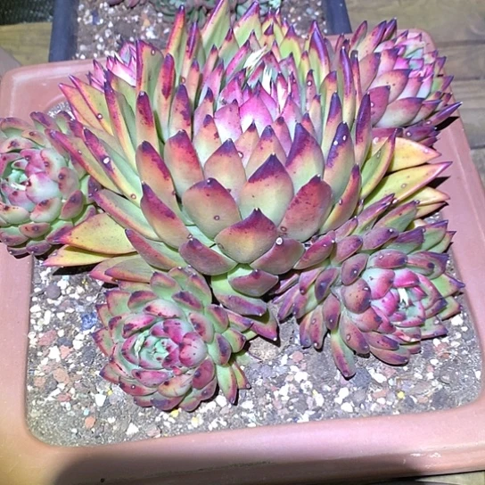 每日特价活动开始了哦