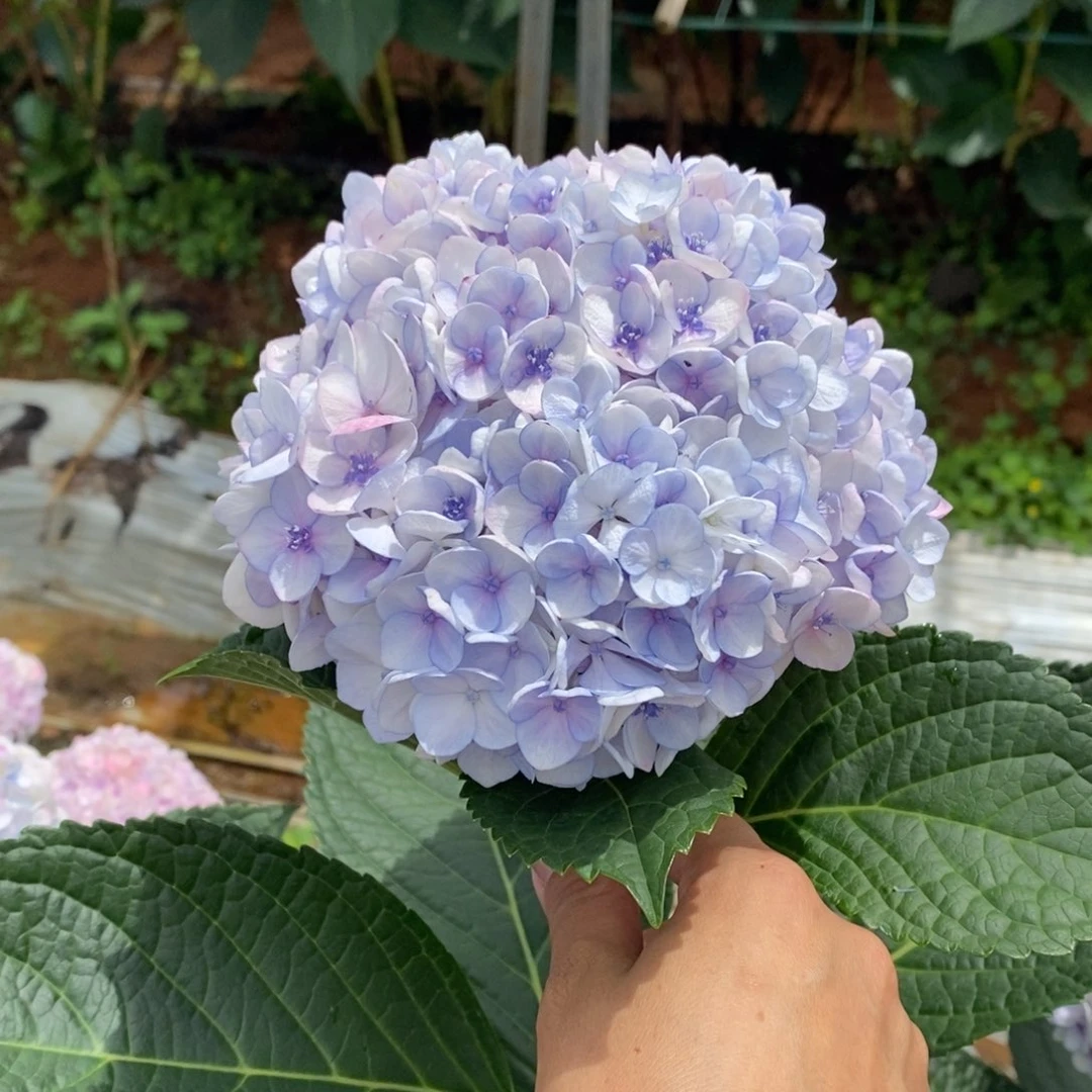 71号绣球/有色差介意勿拍/3单冷链包邮/偏远补运费发德邦