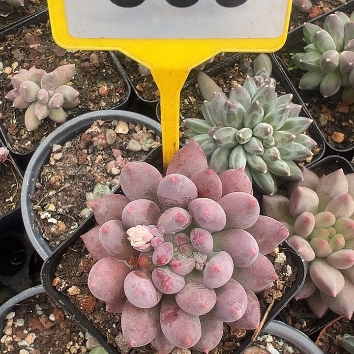 多肉植物一物一拍869