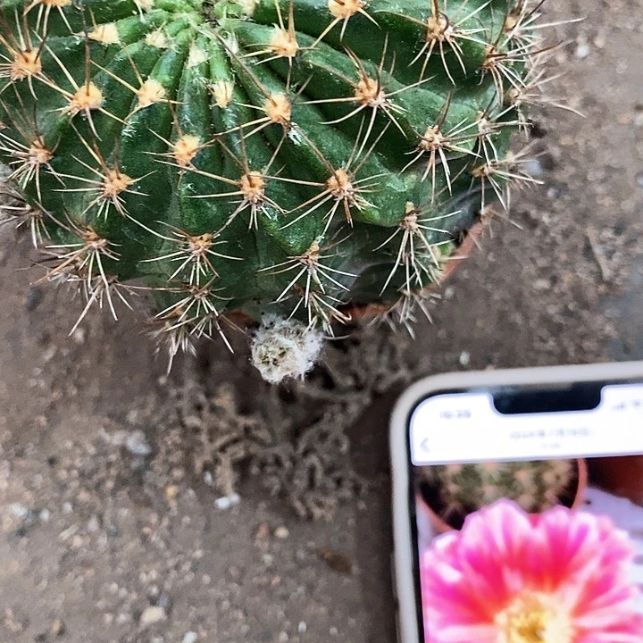 泰国丽花仙人球3467778