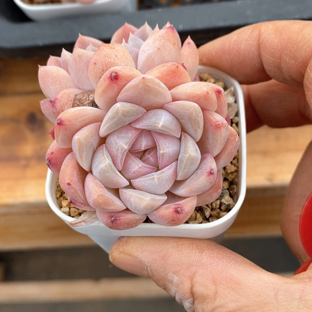 精品多肉一物一拍不包整314