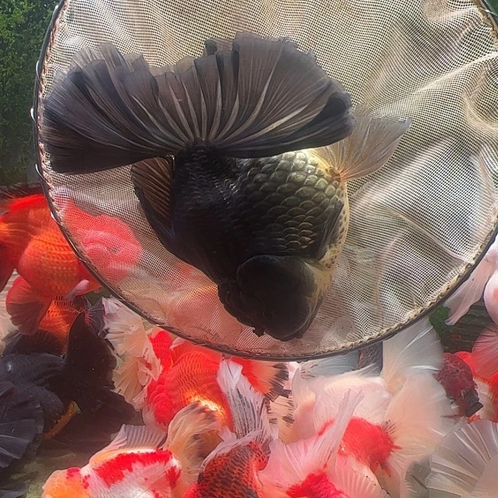 金鱼百褶泰师亚成5