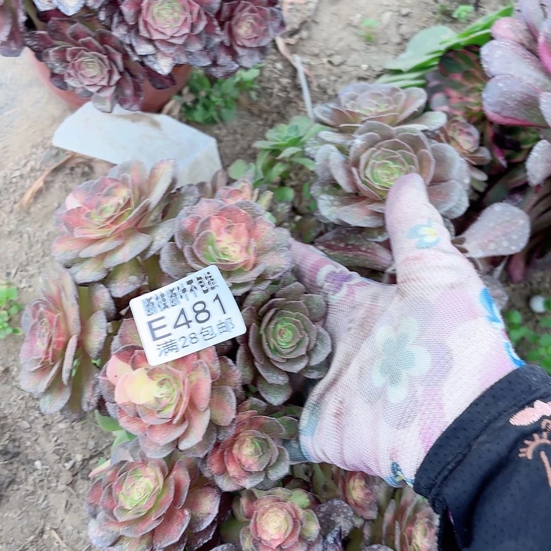 唯*V. 481七彩海王有砍多肉