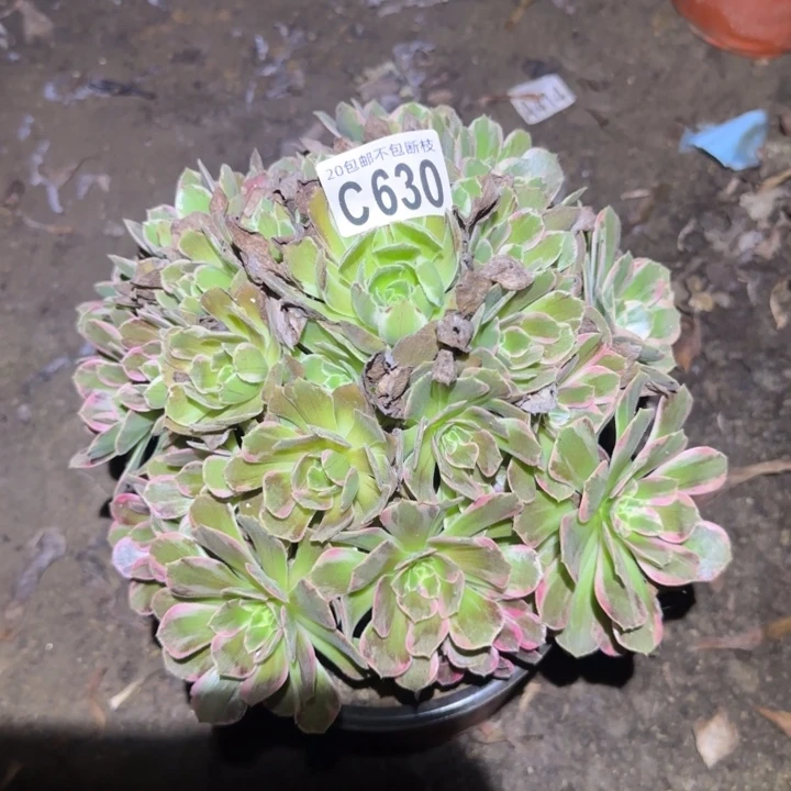 安娜……多肉植物的