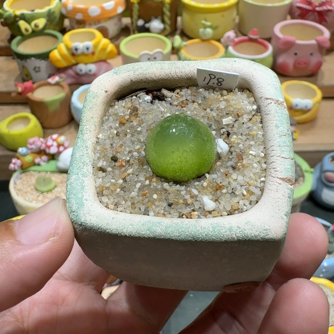 蘑菇1104灯泡多肉植物