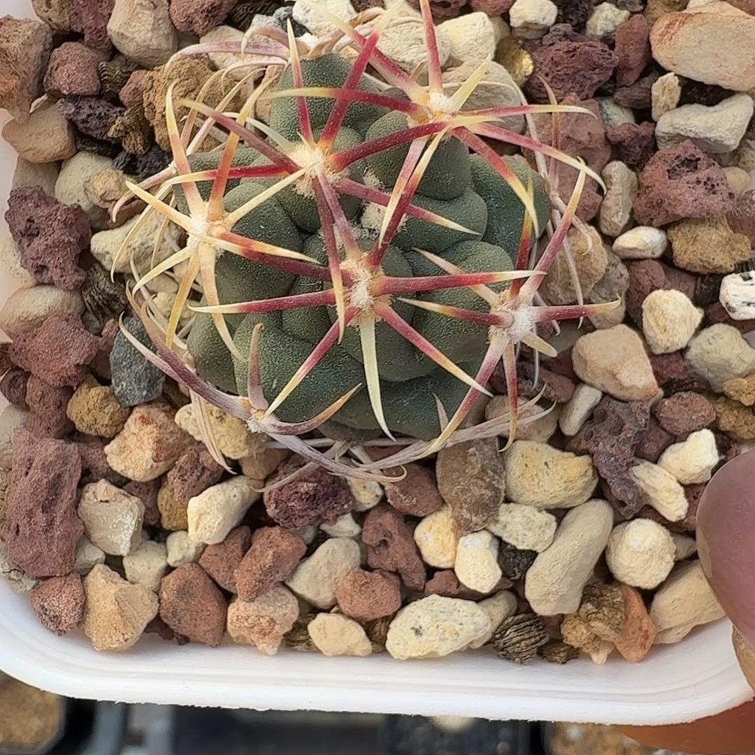 实生大红鹰脱土发货