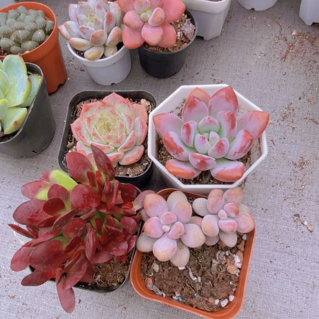 妞*粉恋 奥普 紫蝶 桃蛋