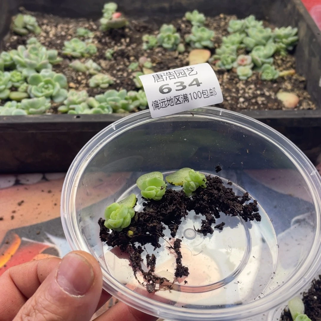 ᥫ****3011珍妮一物一拍634