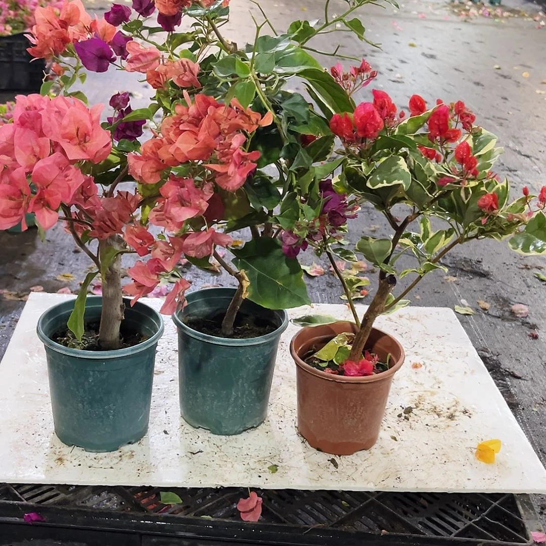 完全开放不甜西瓜，黑暗行者，孟加拉红