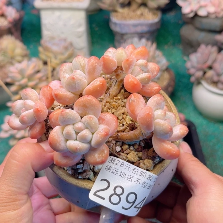 大2894:，zvxbxhgbhh