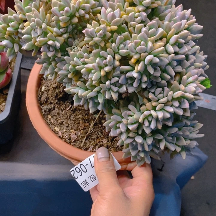 风**往夏悦多肉0417-62淡雪缀