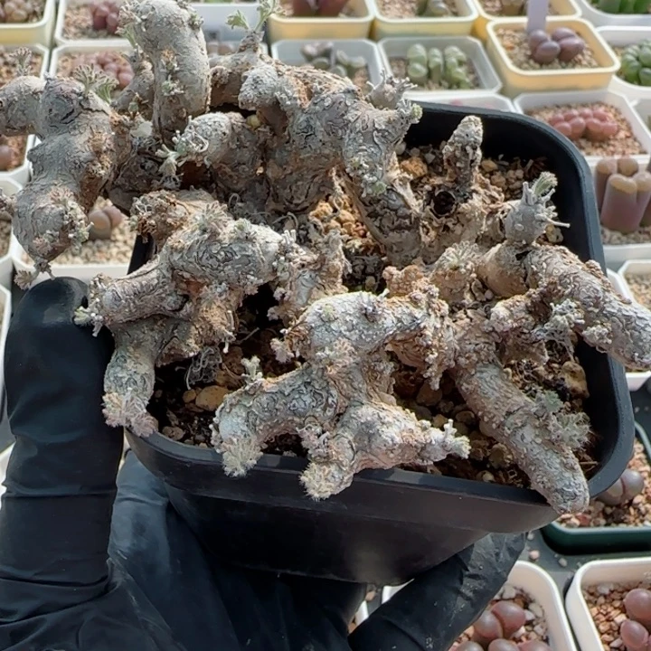 多***蜡多肉植物风铃母本一颗55号