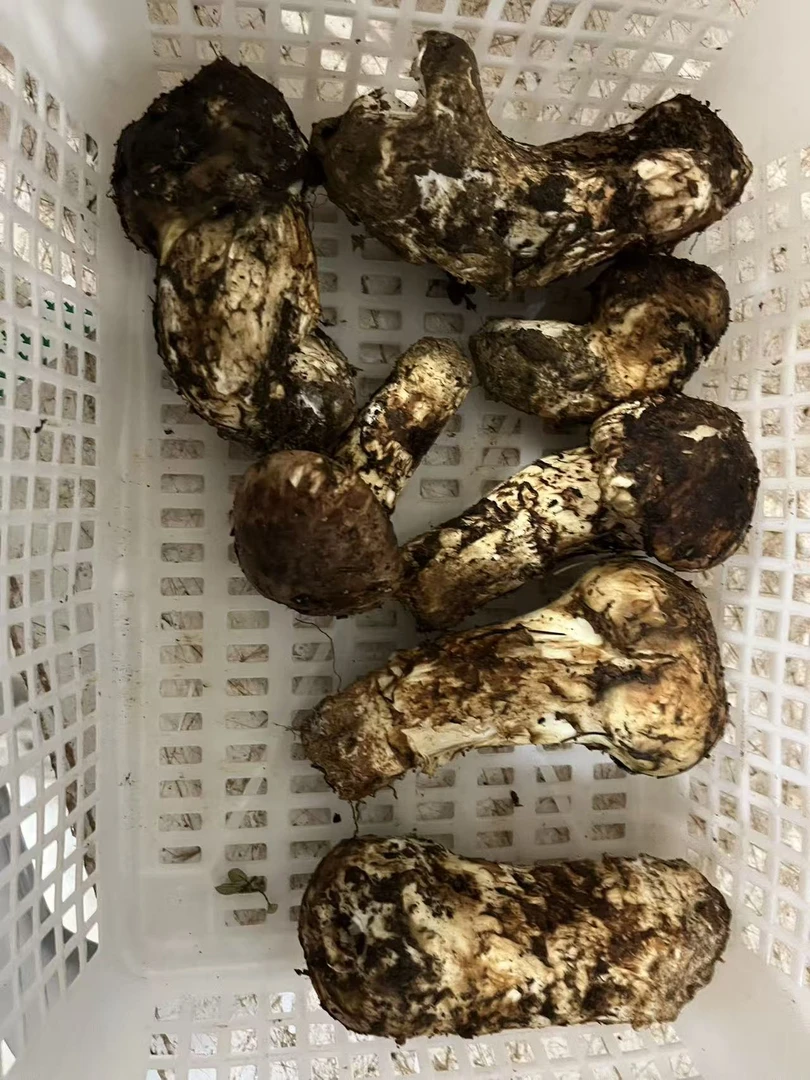 一级微瑕煲汤精品无虫松茸产地直发顺丰空运包邮新鲜鲜松茸