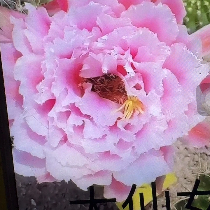 大仙女带根冠服7公分左右毛花柱