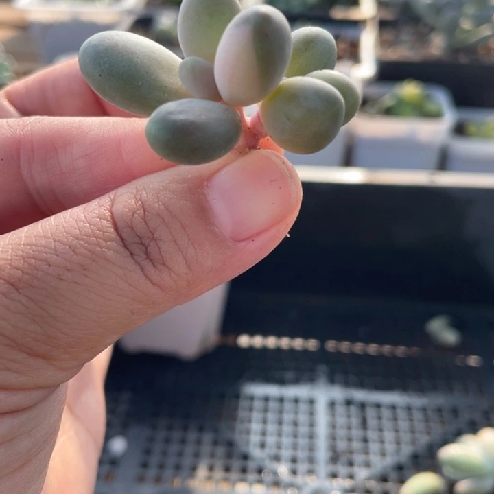 红手指超白锦啊啊啊啊