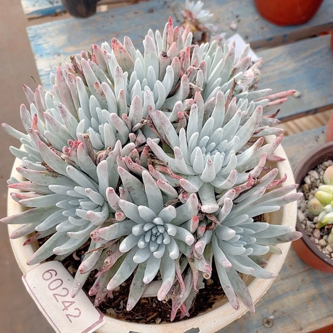 【闪购商品】雪花雪花