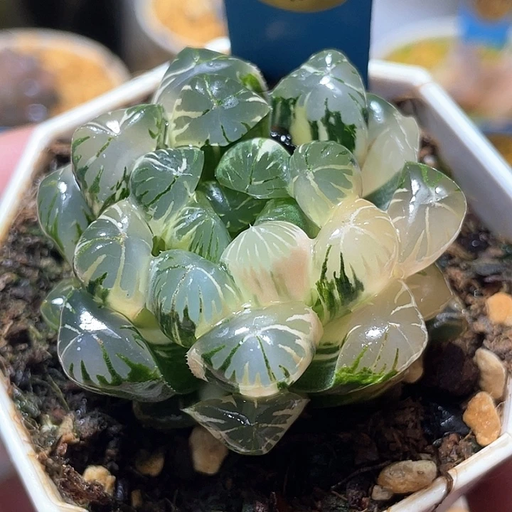 688亚成猪大卜卜紫锦福利