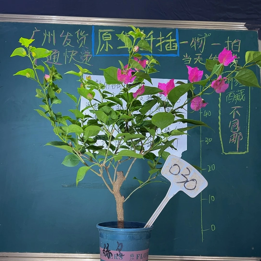 当前无花栽培后可以开花  福利 绿叶宫粉  030