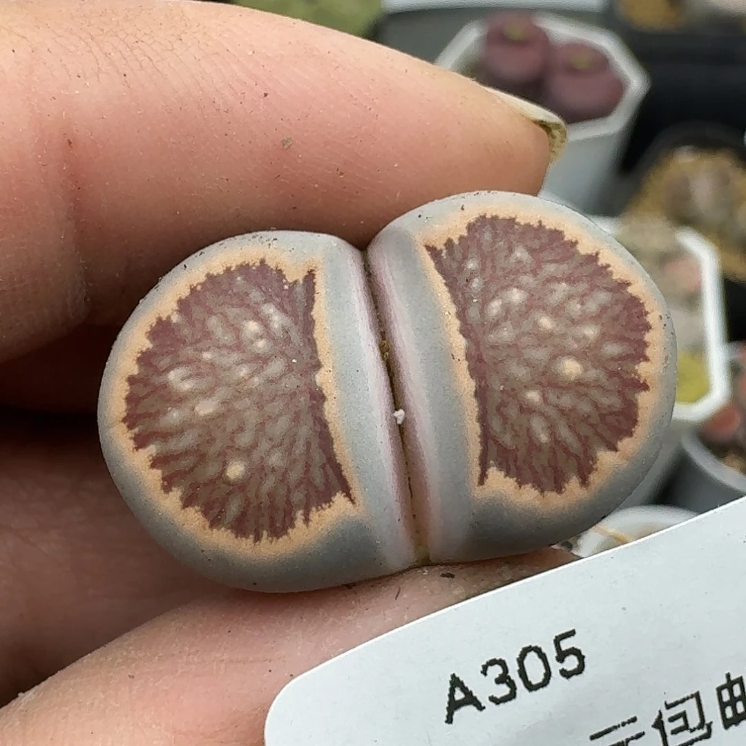 305多肉哈哈哈哈哈哈