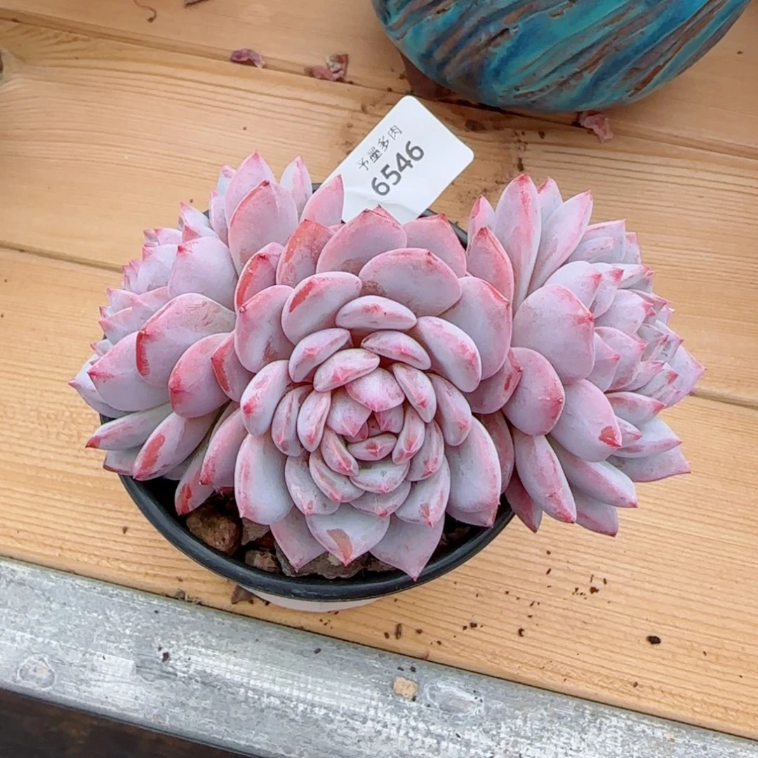 星星橙，6546多肉植物
