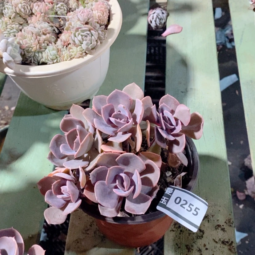 【闪购商品】尘埃玫瑰0255