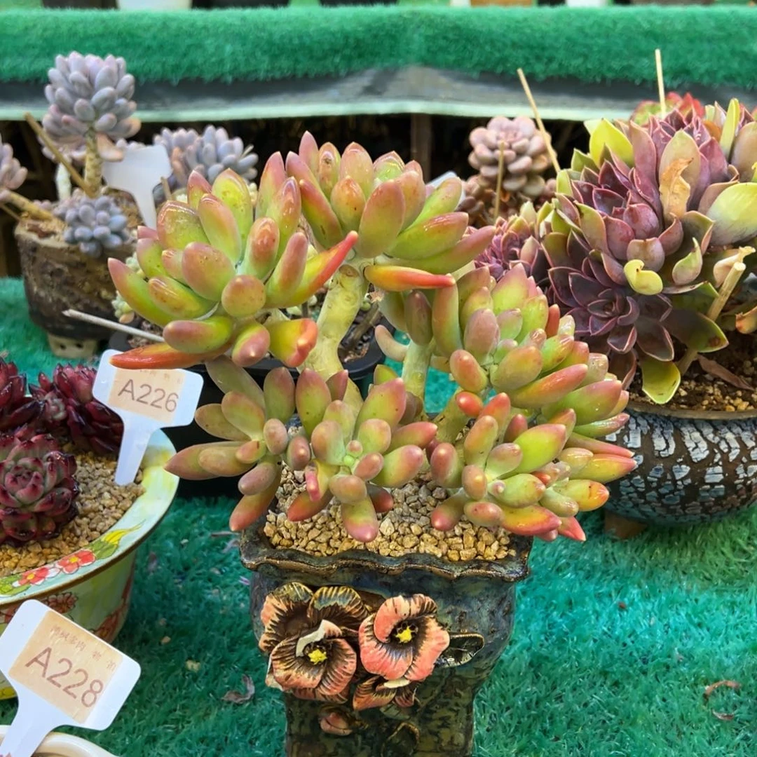 金蝉杂芒果奶 ，，，，，，，，