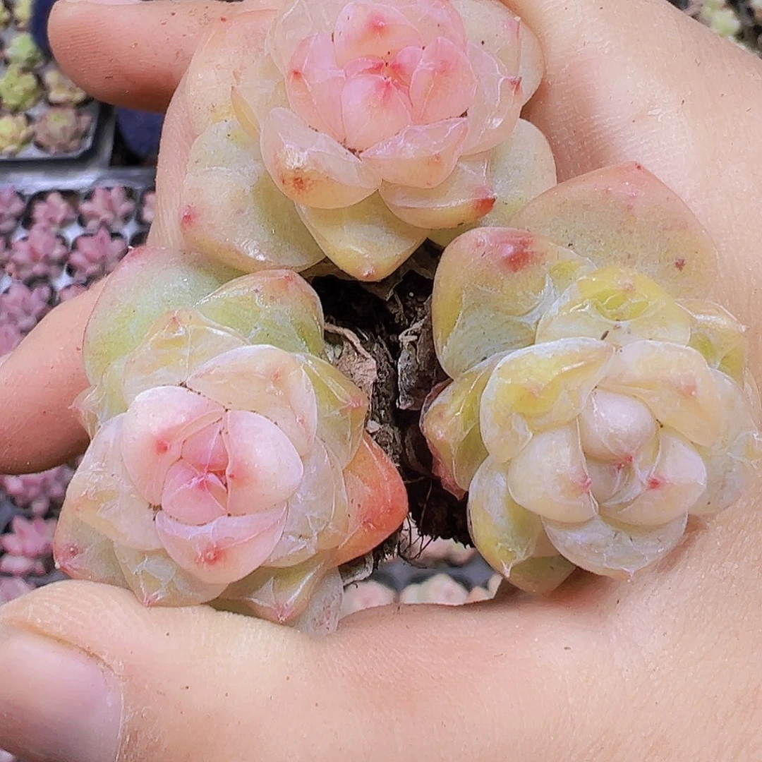 繁星珍妮19包邮多肉植物